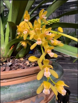 Lan kiếm hoàng long cây giống năm mốt