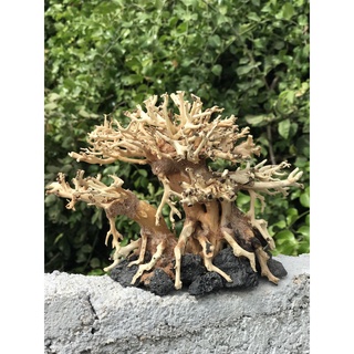 LŨA BONSAI CHO HỒ THỦY SINH  no.08