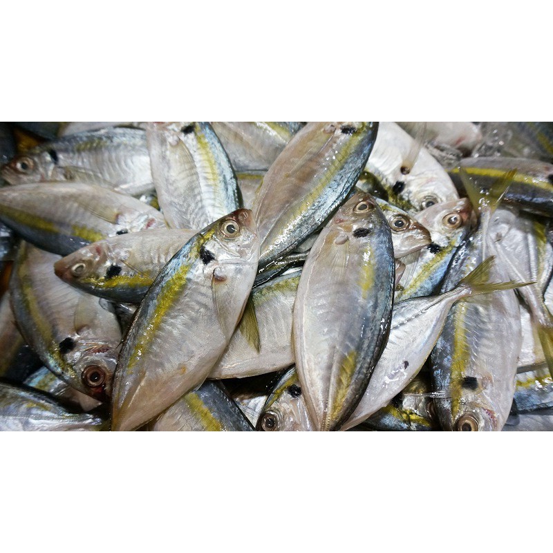 [500G, 1KG] - KHÔ CÁ CHỈ VÀNG/ CÁ CHỈ VÀNG MIỀN BẮC/ CÁ CHỈ KHÔ NGON NHẤT - ĐẶC SẢN HẠ LONG | BigBuy360 - bigbuy360.vn