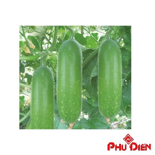 Hạt giống bí đao xanh ( Gói 10 hạt)  PHÚ ĐIỀN