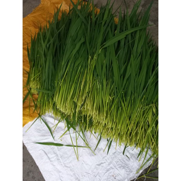 Đòng đòng nếp ngâm rươu