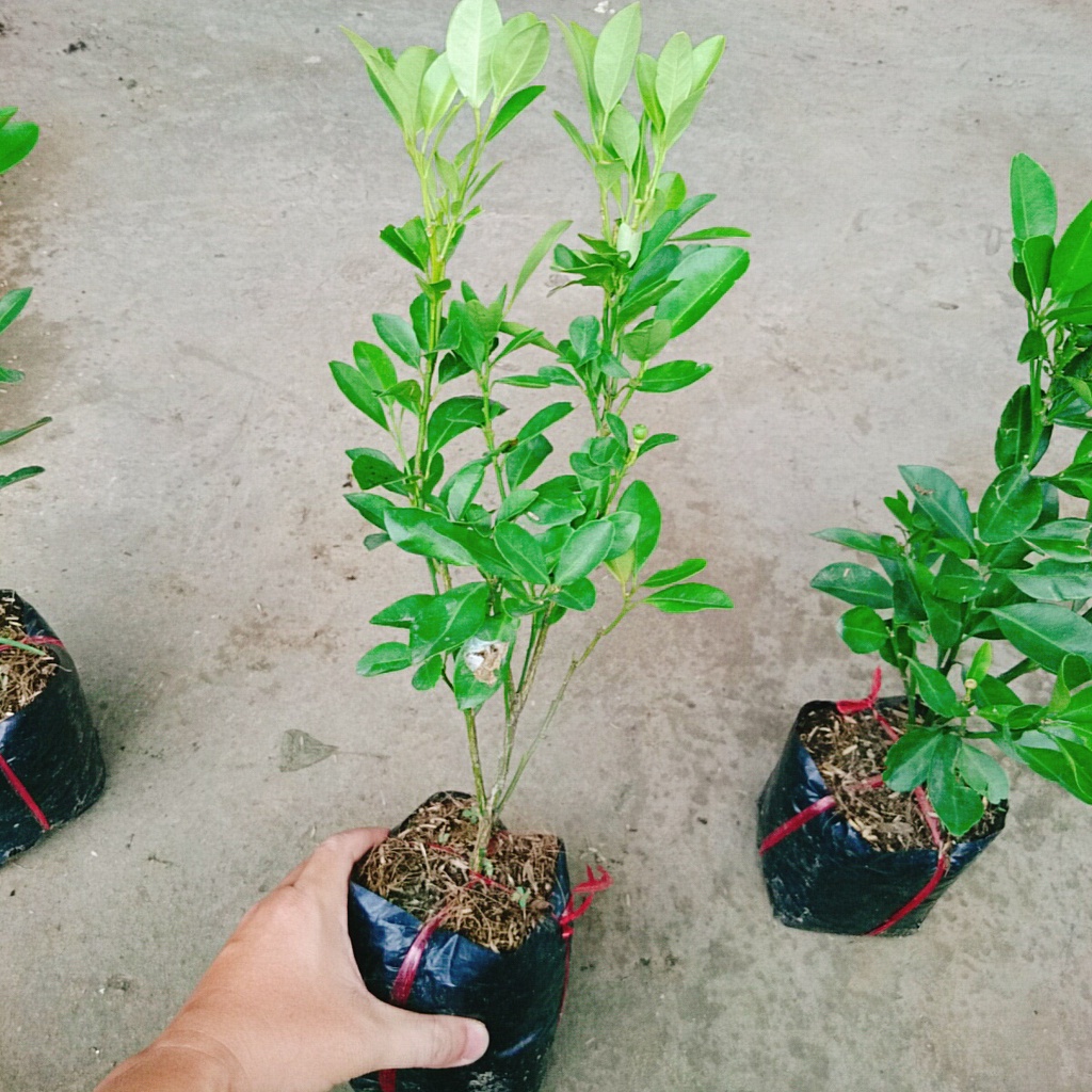 Cây tắc chua  - cây đang cho trái