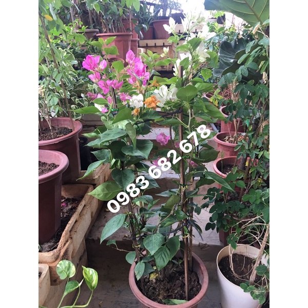 Hoa giấy sz nhỡ 3 màu
