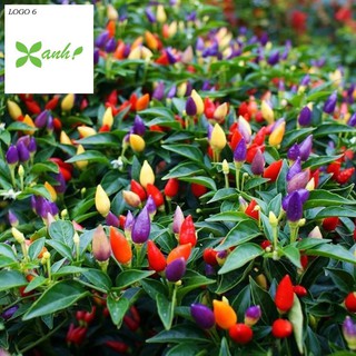 Hạt giống Ớt ngũ sắc (30 hạt)