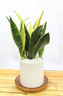 Cây lưỡi hổ Thái để bàn ( đã kèm chậu )