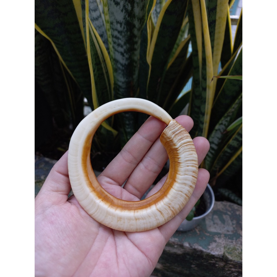 Vòng đeo tay nanh mỹ nghệ