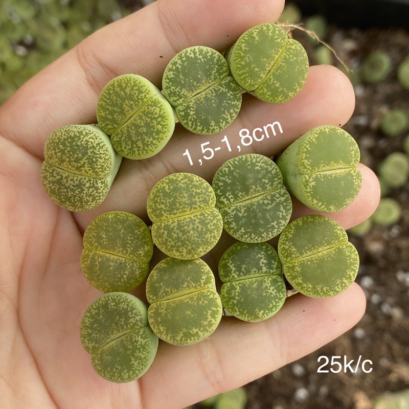 Lithops (thạch lan) xanh lá size nhỏ - vừa c36A