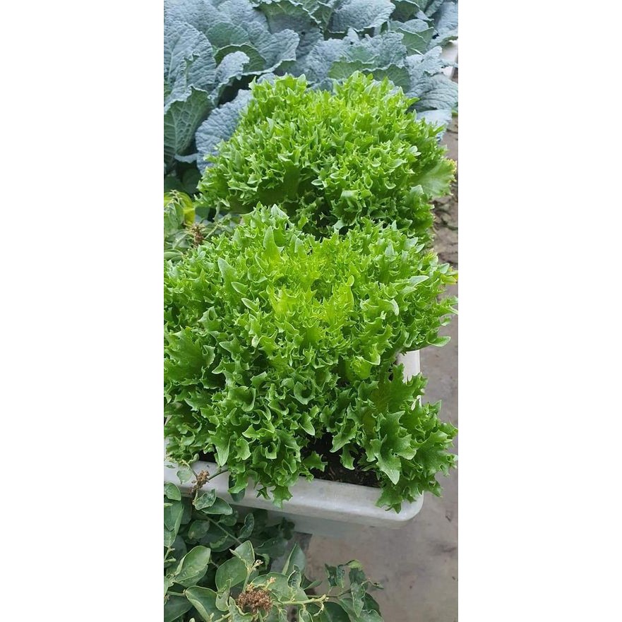 Xà Lách Thủy Tinh Thái