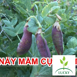 5h hạt giống đậu hà lan tím nảy mầm cực tốt thanhhuong
