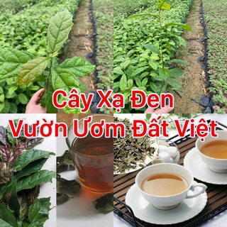 Cây giống xạ đen Hòa Bình cây cao 10-15 cm #cây_giống #cây_xạ_đen