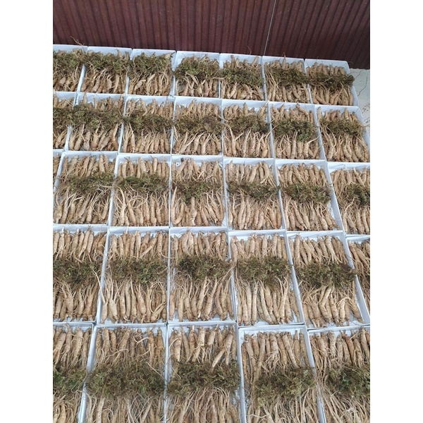 SÂM TƯƠI LOẠI 25-30 củ /1kg_CHUẨN  HÀN QUỐC 100%