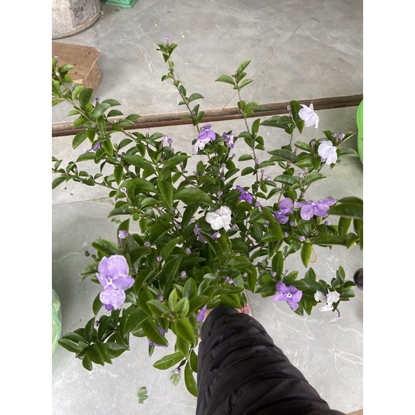 CÂY HOA NHÀI NHẬT cao 40 50 cm