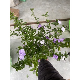 Cây hoa nhài nhật hoa thơm có thể trồng chậu