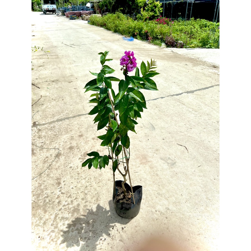 Cây bằng lăng thái siêu hoa - Hoa nở quanh năm cao 1m2 (Ảnh thật