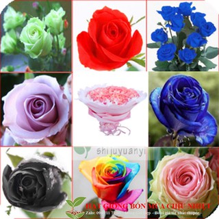 Gói 16 hạt hoa hồng đủ màu sắc luckyseed hạt siêu rẻ