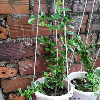 cây bùm sụm con