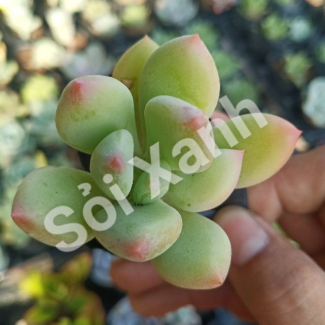 Combo 3 loại sen đá sỏi
