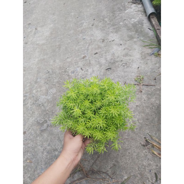 Cây Mười Giờ Úc