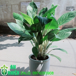 Chậu Cây Bạch Mã Hoàng Tử (chỉ giao hoả tốc)