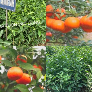 Cây giống cam đường canh cây ghép bầu đất (ảnh thật cây giống có sẵn tại vườn)