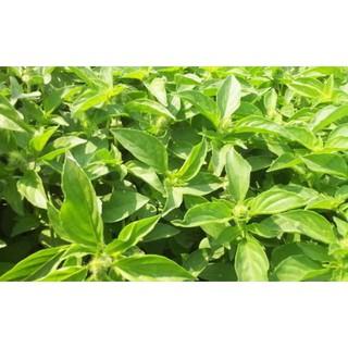 2gr - HẠT GIỐNG HÚNG TRẮNG ( RAU THƠM SẢ)