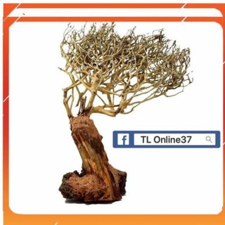 [Siêu Rẻ] Lũa bonsai đồng giá 89K [TS Online37]