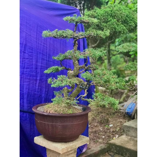 Cây giống tùng là Hán cao 15.20cm hạt
