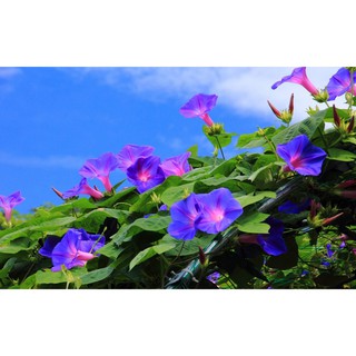 10 Hạt giống hoa BÌM BÌM MIX