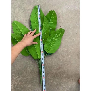 Cây Chuối Giả - Cây Cảnh