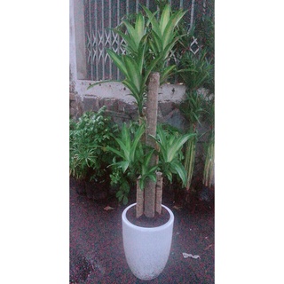 Chậu Cây Phát Tài (Thiết Mộc Lan)