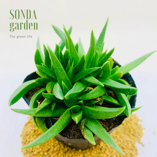 Sen đá cỏ ngọc SONDA GARDEN size bé 5-8cm, xuất xứ Đà Lạt, khoẻ đẹp, lỗi 1 đổi 1