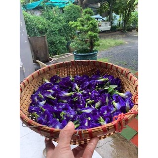 Hạt Giống Hoa Đậu Biếc