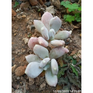 Cây sỏi hồng mới (cây đôi cổ thụ, lá chấm)