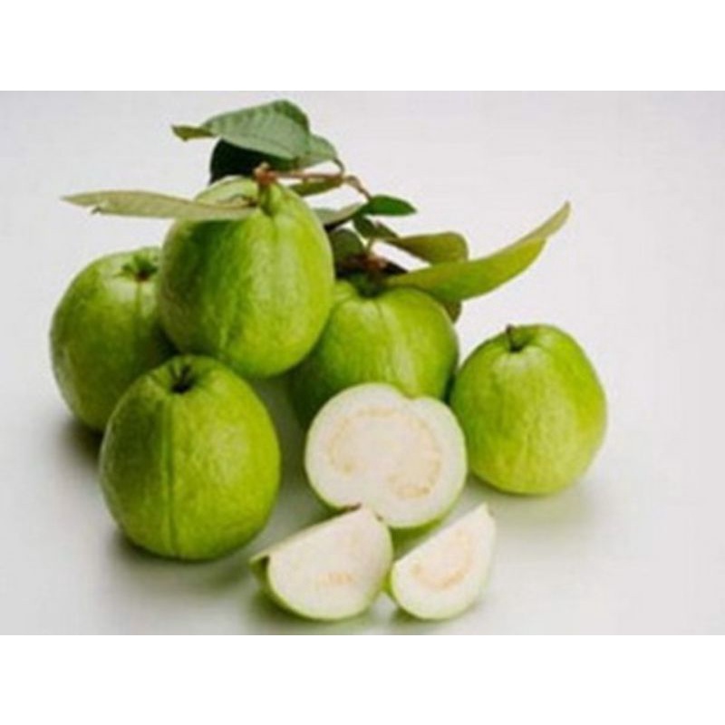 Cây giống ổi bo siêu sớm (cây tốt)