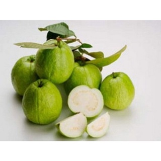 Cây giống ổi bo siêu sớm