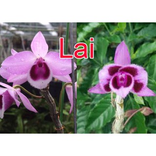 Ki LAN TRẦM TÍM LAI PHI ĐIỆP