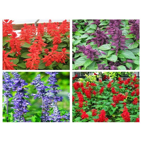 Hạt giống hoa xác pháo gói 20hạt