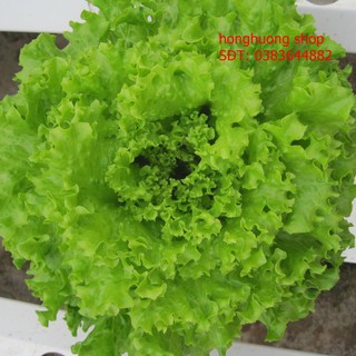 Hạt giống xà lách xoăn cao sản
