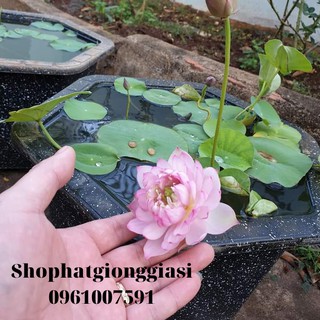 Combo 10 Hạt Sen Mini - Đã Mài Sẵn Đầu Hạt