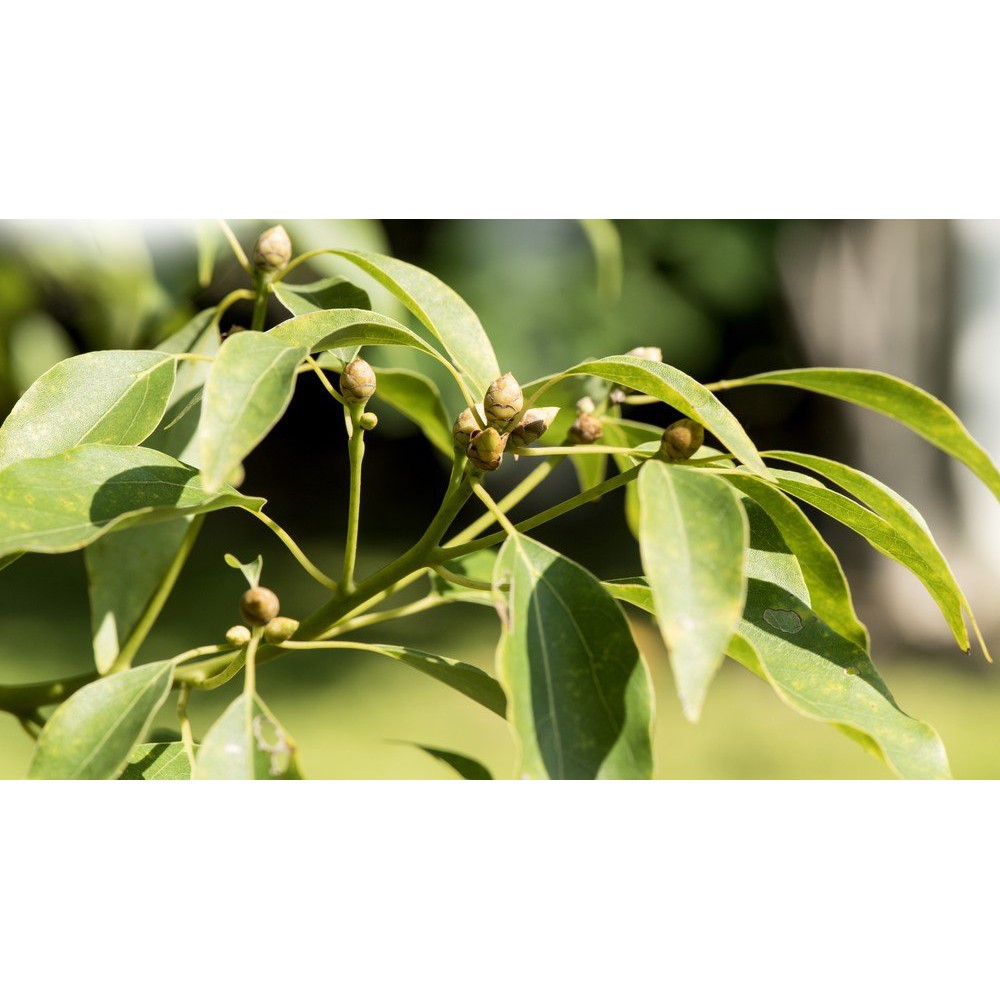 Tinh Dầu Long Não Thiên Nhiên làm lành da, giảm căng thẳng Camphor Essential Oil AloAroma