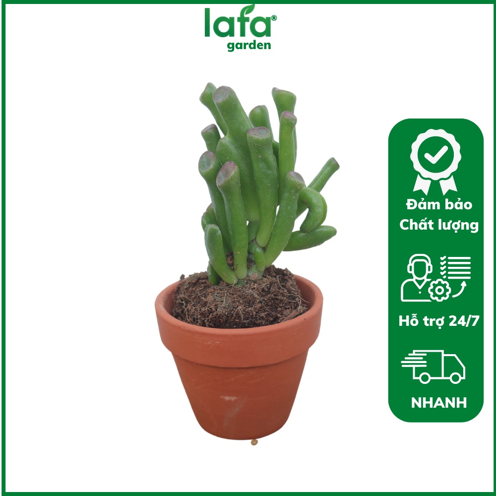 Sen đá bầu Đà Lạt - Combo 12 giống sen đá ngẫu nhiên đẹp nhất vườn LAFA GARDEN