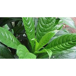 Hạt giống xương sông