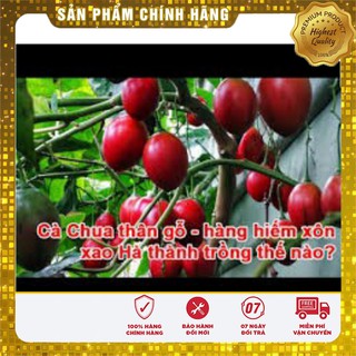 Hạt giống cà chua thân gỗ(4 hạt)