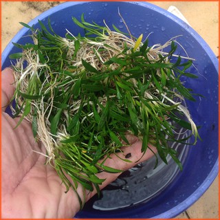 Combo 10 cây tiêu thảo parva mini - Cây thủy sinh