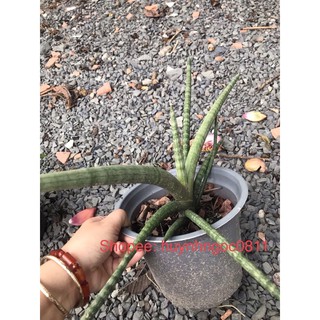 Chậu cây ngà voi