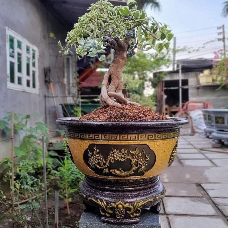 Khuôn chậu Việt Nam tròn 60 hoa mai ABS có lòng trong
