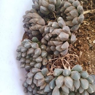 Haworthia Cooperi