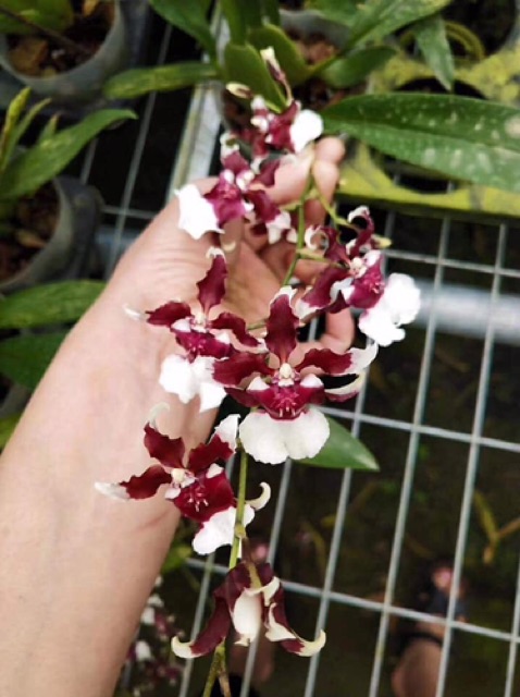 Hoa lan vũ nữ baby cây trưởng thành