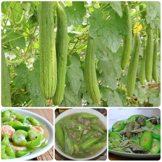 Hạt giống mướp hương thái lan - 10 hạt