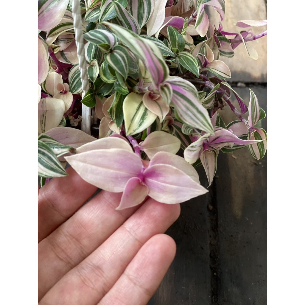 Cây Tradescantia fluminensis quadricolor (Thài Lài Hồng, Thài Lài Fluminensis 4 màu, Thài Lài 4 màu) chậu treo